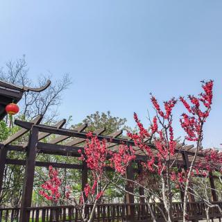 清明节，早安！