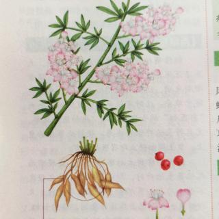 《神农本草经》上品 植物篇 天门冬