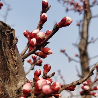 摘自雪小禅巜节气二十四帖》