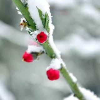 雪夜凝思