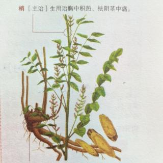 《神农本草经》上品 植物篇 甘草