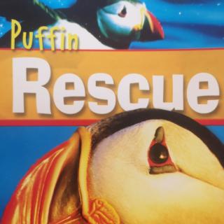Puffin Rescue By Darcy