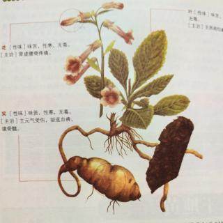 《神农本草经》上品 植物篇 干地黄