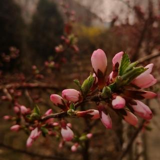 《灼灼桃花三千繁华 作者靳朝辉》