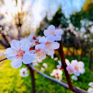 女人，愿你一生如花