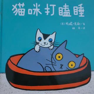 猫咪打瞌睡