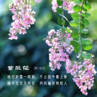 287.紫薇花 杜牧