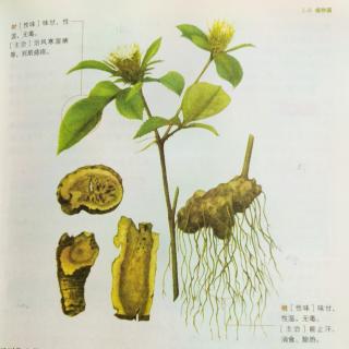 《神农本草经》上品 植物篇 术