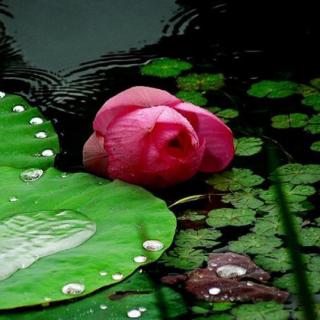 《雨荷》文/张晓风