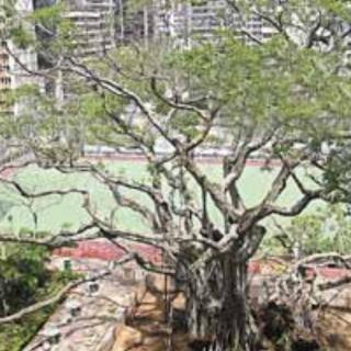 作品47号《香港:最贵的一棵树》