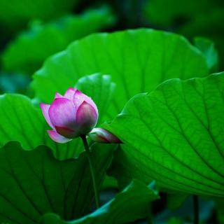 绿城花开的声音《雨荷》