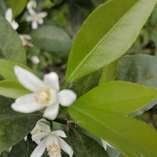 《柑橘花开》黄子骞