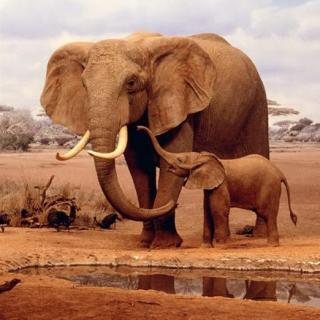 大象的鼻子为什么那么长？