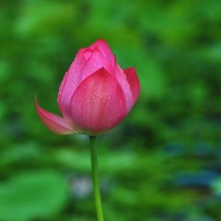 《雨荷》张晓风