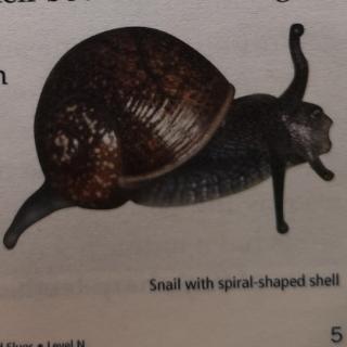 N3-The Secret Lives of Snails and Slugs