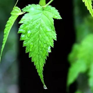 谷雨，一个散发着稻香的湿润名字 节选自 国学精粹与生活艺术