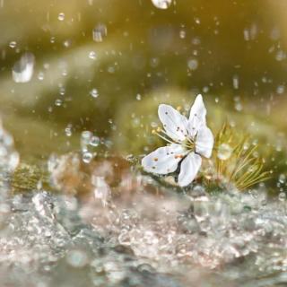 二十四节气——谷雨