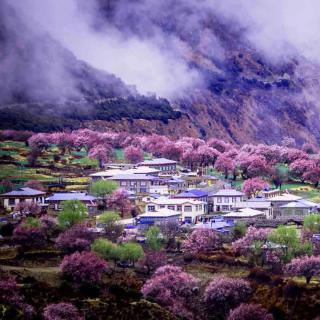 林芝的桃花作者:碑林路人诵读:春天