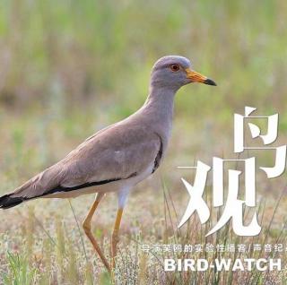 谷雨三候：萍始生 | 鸣鸠拂其羽 | 戴胜降于桑