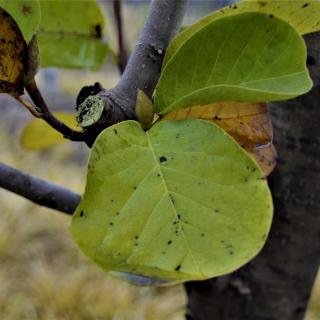 6号米兰花朗诵《写给春天的诗》作者：三毛