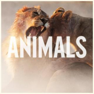 Animals-Maroon 5(魔力红乐队)
