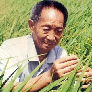 水稻之父--袁隆平