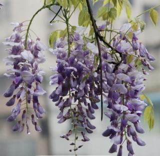 紫藤花：紫藤挂云木，花蔓宜阳春