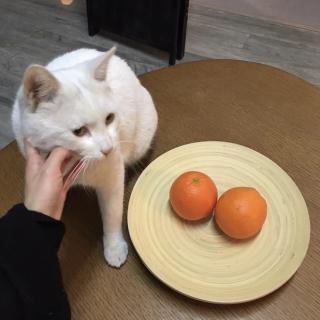 疫情下朋友圈实录：我有两只猫，能换两个橙子吃吗？