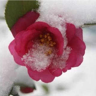 《雪》作者 鲁迅  诵读  张平🍎