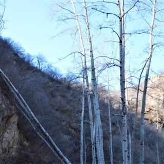 10号查兰朗诵《那片山桃树》作者 南山