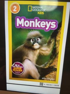 17 lucas monkeys day1
