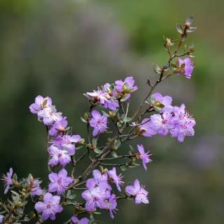 《我的马老师》作者·杜鹃花  诵读·宁静