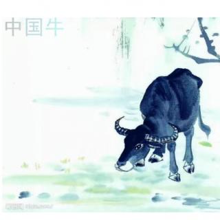 作品57号《中国的牛》