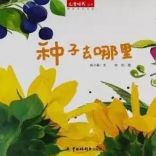 《种子去哪里》主播:彩虹老师（来自FM52921128）