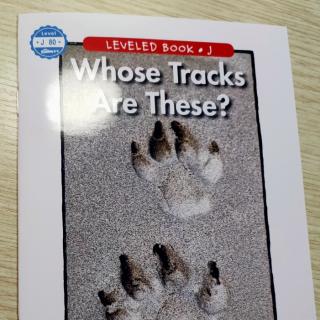 Whose Tracks Are These?