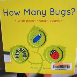 how many bugs?