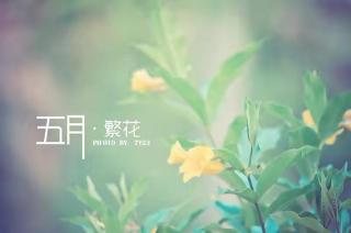 五月（节选）丁立梅