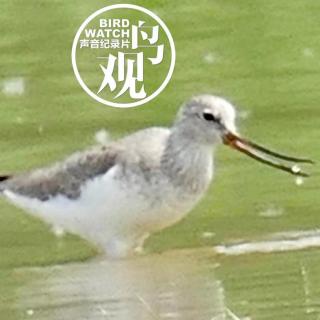 翘嘴鹬觅食｜黑翅长脚鹬踩蛋