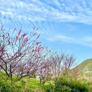 《五月的鲜花》作者：恒文