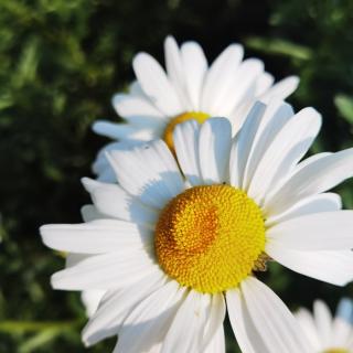 《啊，母亲》芙蓉婉儿，新