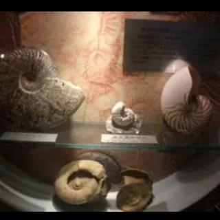 地大博物馆研学课程设计3:鹦鹉螺