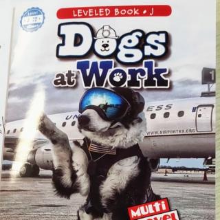 Dogs at Work