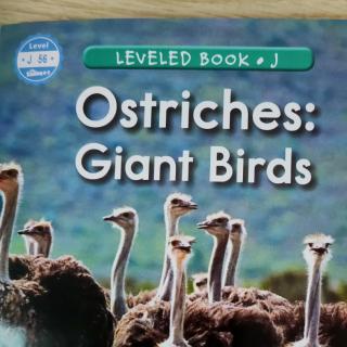 ostriches giant birds