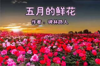 《五月的鲜花》作者：碑林路人