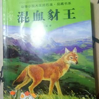 第2137天《混血豺王~三十八》沈石溪