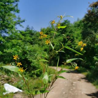 五花山