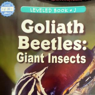 goliath beetles giant insercts