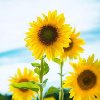 《阳光中的向日葵》作者：芒克