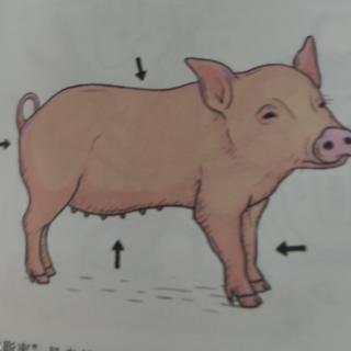遗憾的进化146：猪