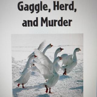 20220517-Gaggle, Herd and Murder
